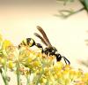 Eumenes sp.